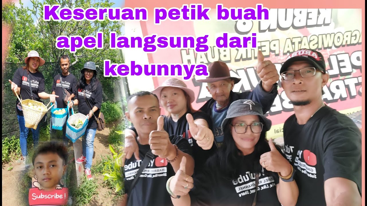 keseruan petik buah apel langsung dari kebunya#petik buah apel di batu malang