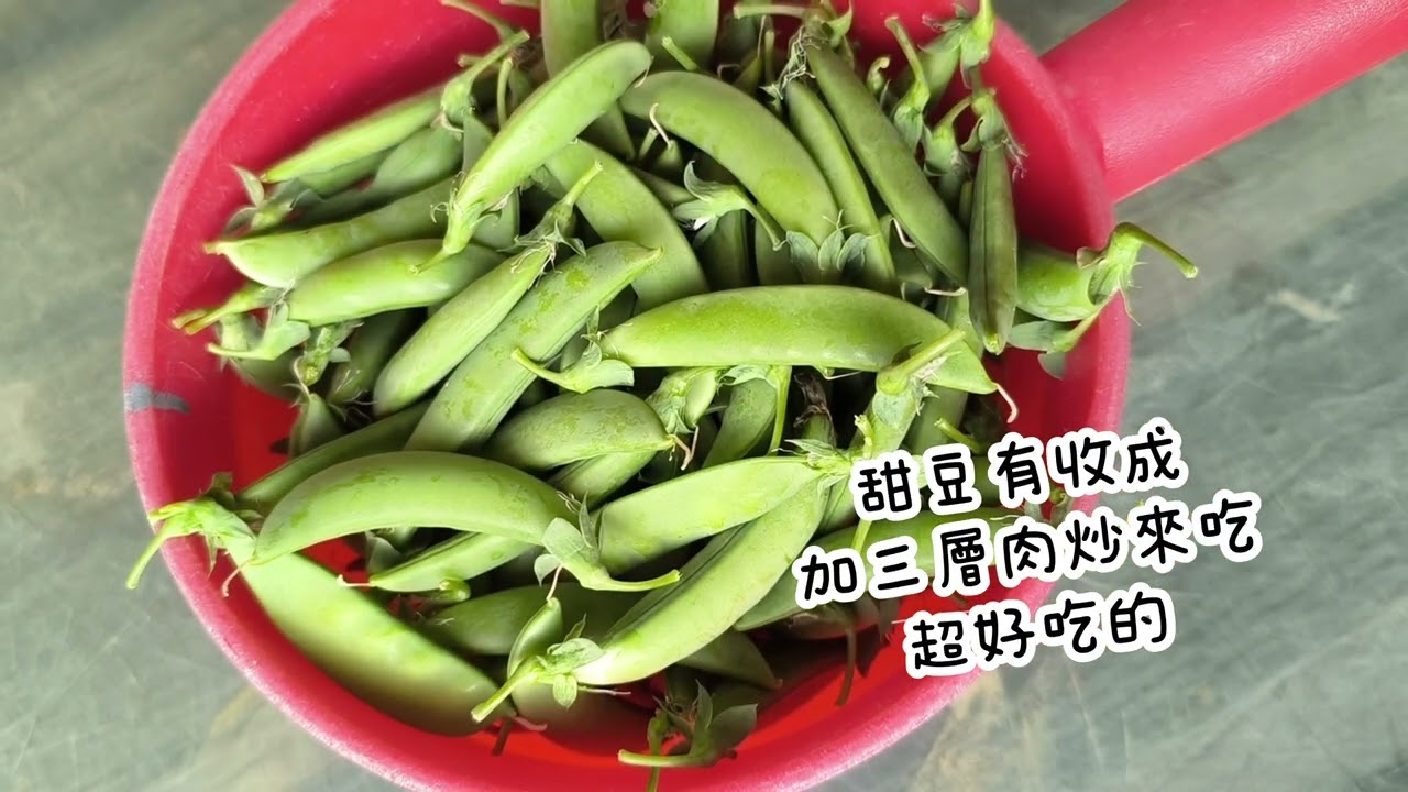 你好奇嗎？我們在節令雨水的蔬菜生長狀況？和我們是如何照顧蔬菜？還有其他小動物的幫忙？ （紀錄節令雨水時蔬菜的生長過程 ）#garden #vegetables #vlog #farming #cat 