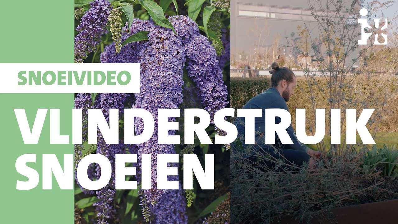Intratuin - Vlinderstruik snoeien