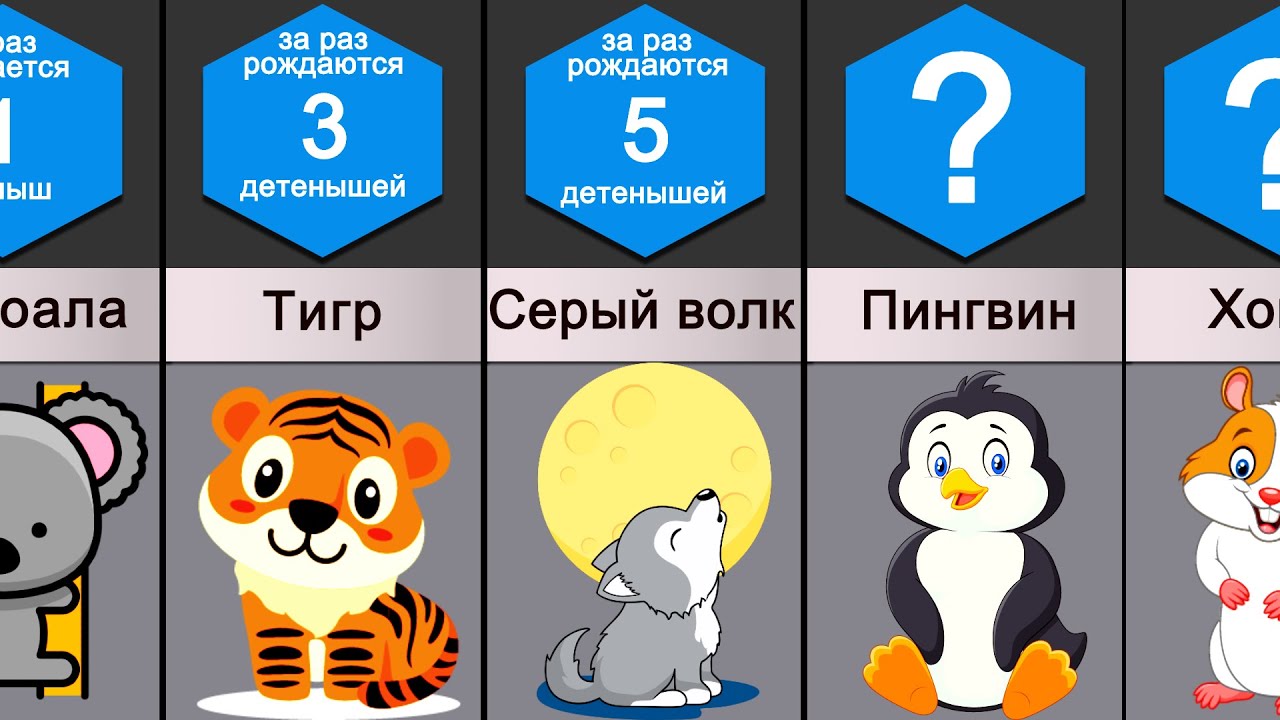 Сравнение: Количество рождаемых детенышей
