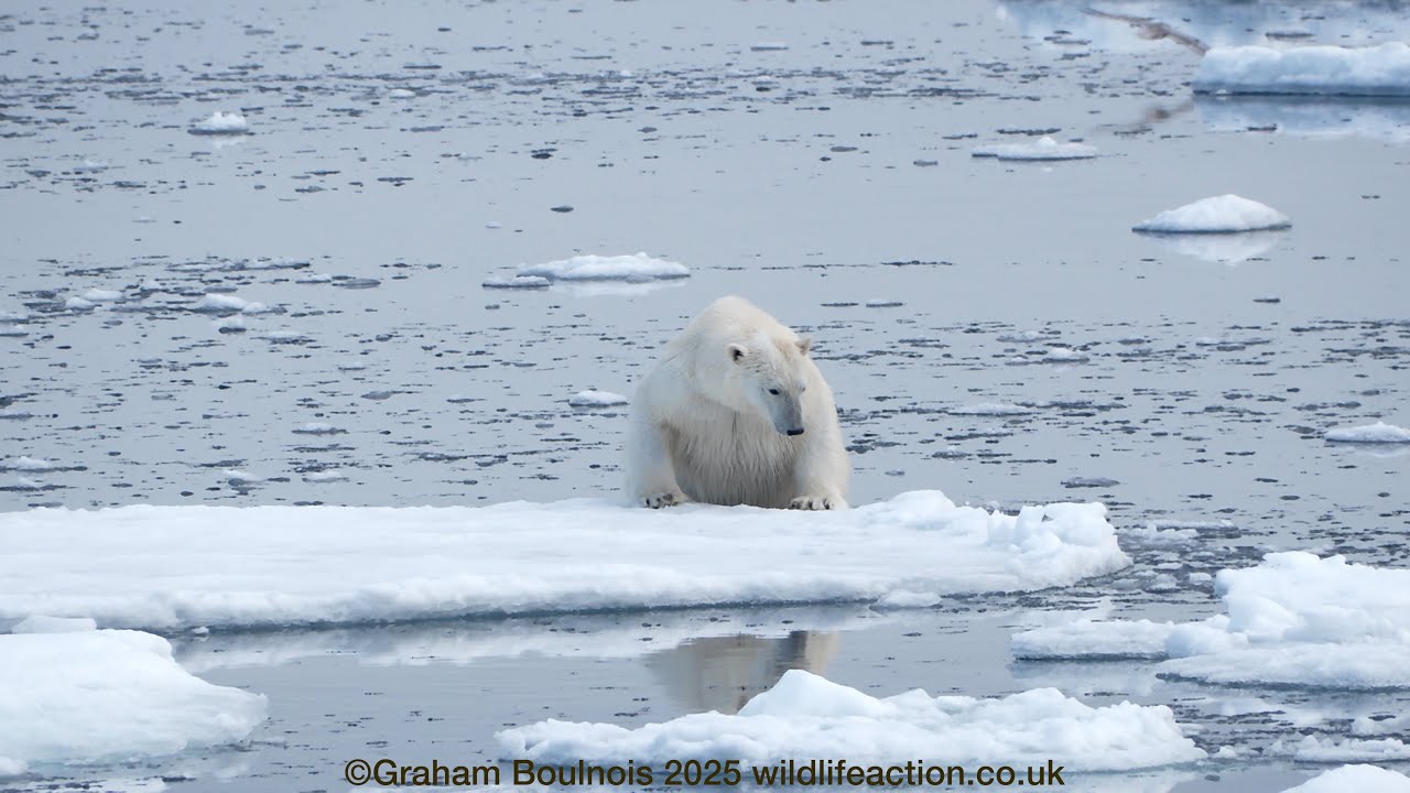 A polar bear swims amongst the ice floes
