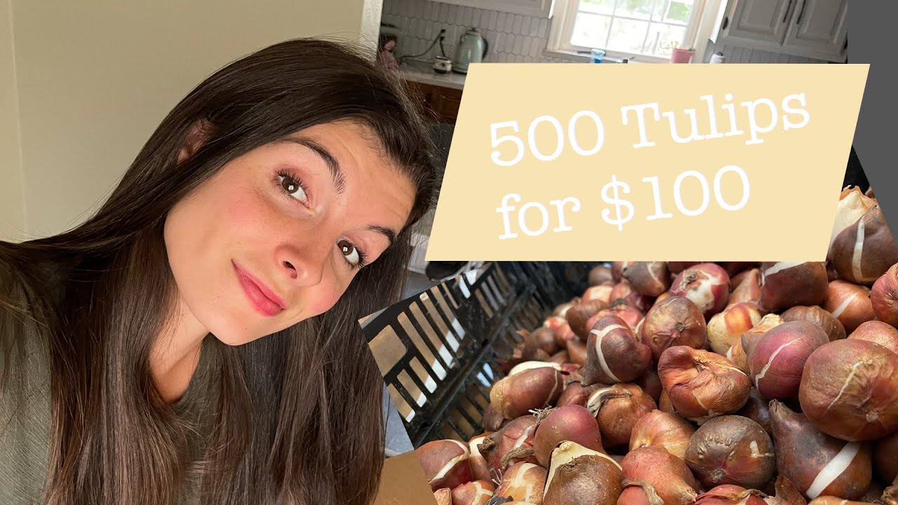500 TULIPS for under $100 - Unboxing from Tulip World
