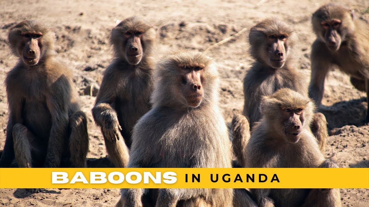 Baboons in uganda