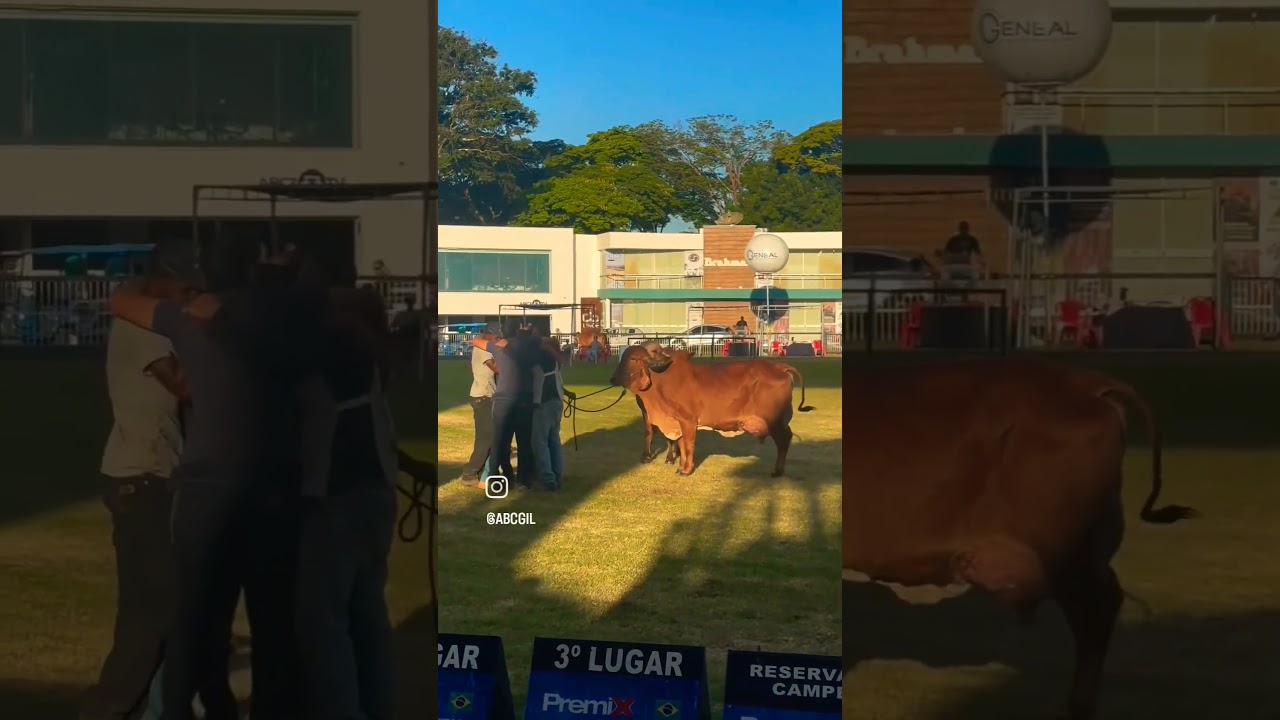 MOMENTO QUE ANUNCIA A LACUNA FIV WAD COMO CAMPE&Atilde; DA EXPOZEBU 2024. #gir #ganaderias #expozebu #abcz