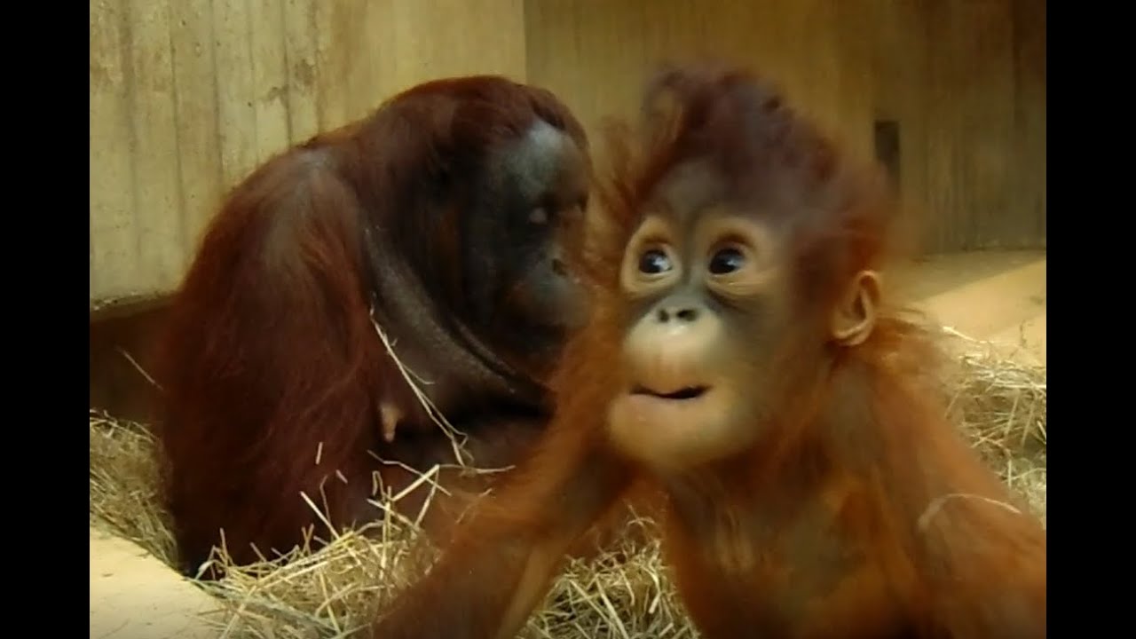 Super schattige baby orang-oetan Minggu. (Super cute baby orangutan Minggu!)