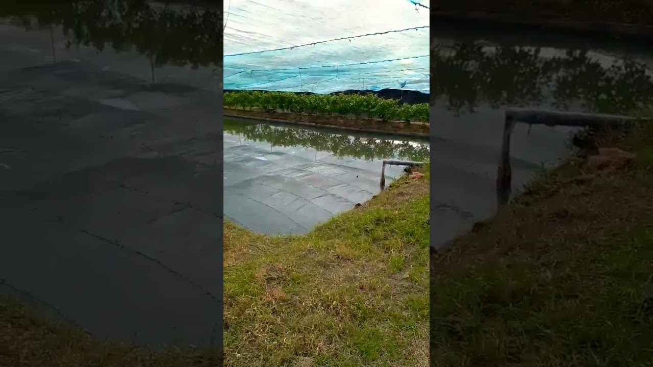 Tropical Fish Farm In Srilanka 