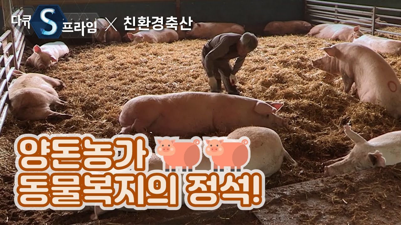 동물복지 양돈농장의 정석 [친환경 축산] / YTN사이언스