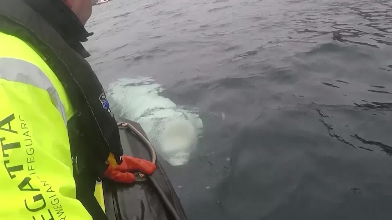 VIDEO: Beluga whale with Russian harness raises alarm in Norway