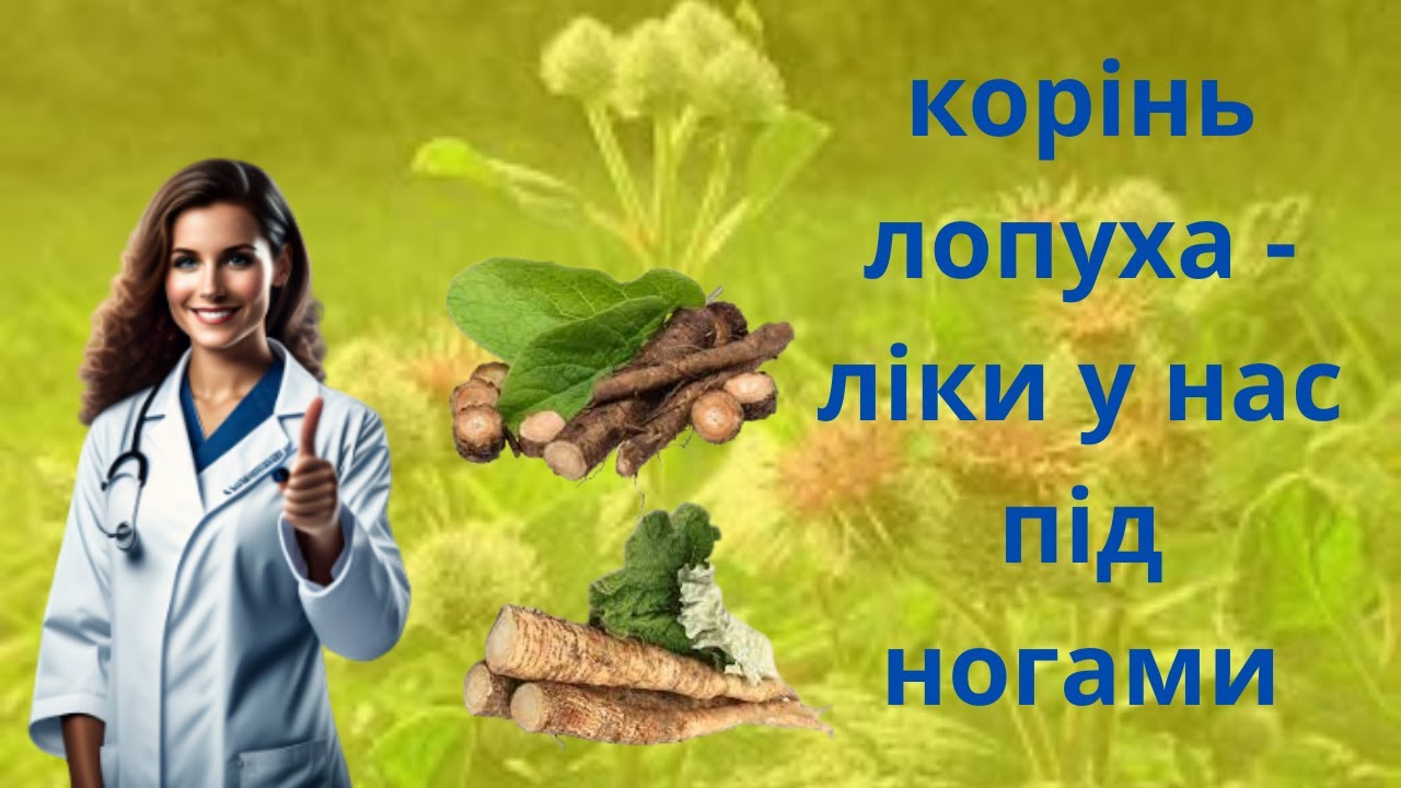 КОРІНЬ ЛОПУХА - ЩО ПОТРІБНО ЗНАТИ ПРО ВЛАСТИВОСТІ ЦІЄЇ ЦІЛЮЩОЇ РОСЛИНИ.