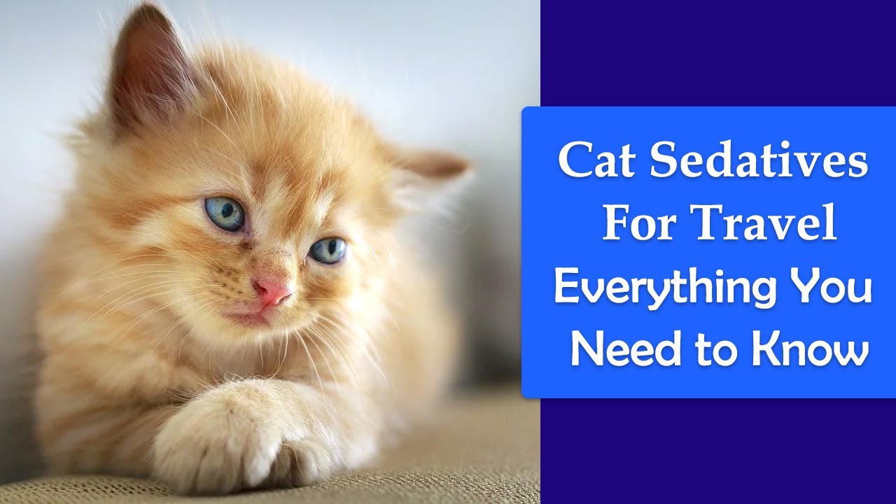 Cat Sedatives For Travel: Everything You Need to Know About