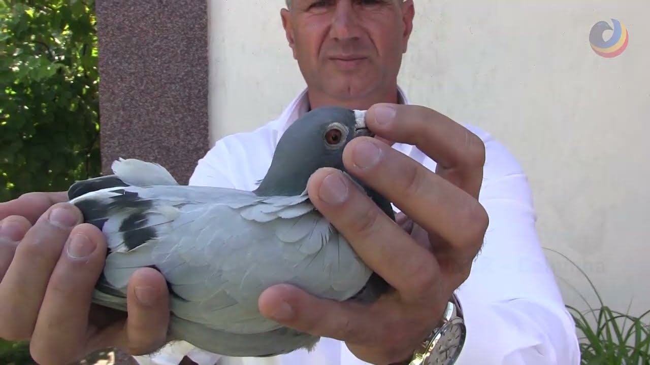Maratonul, prima și singura dragoste