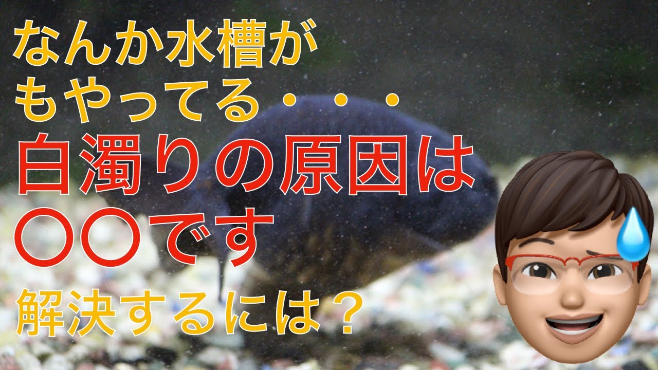 金魚水槽の白濁りで困っている人必見！原因と解消方法を解説します