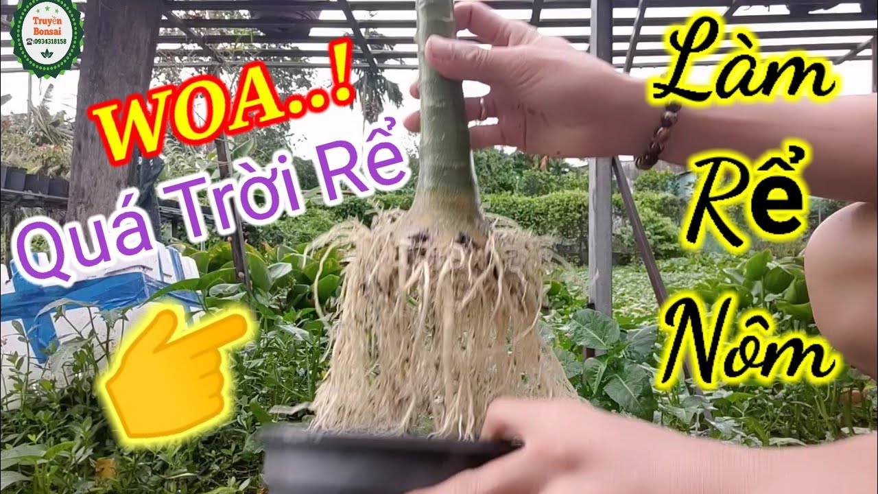 Cách tạo ra bộ rễ nôm, từ cấy sứ nguyên liệu.|Truyền bonsai