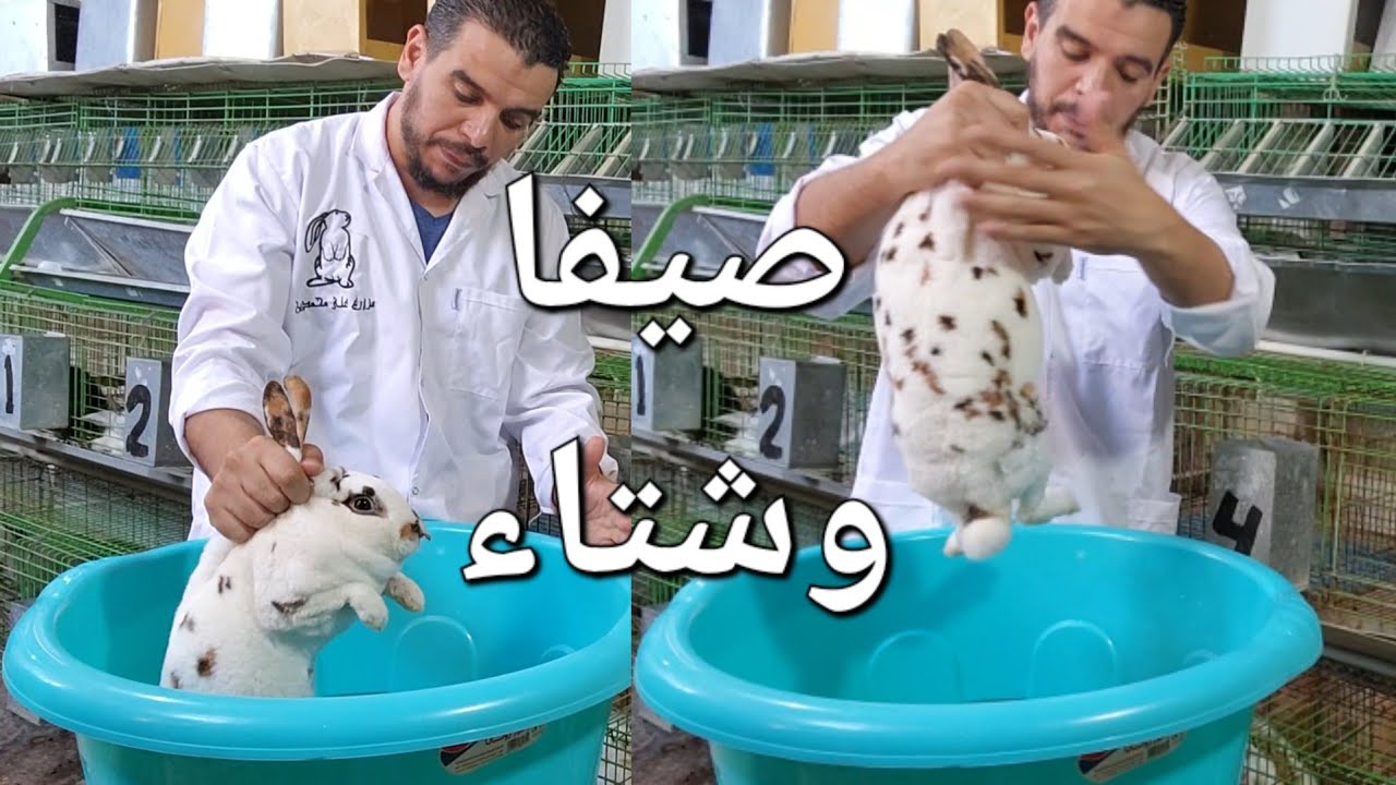 محاليل تغطيس والطرق الصحيحة لحماية الارانب صيفا وشتاء🐇