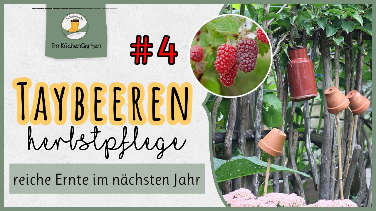 So pflegt ihr eure Taybeere im Herbst 🍃🥭