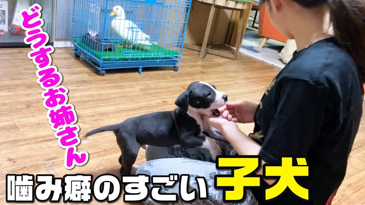 噛み癖のすごい犬にダメと教える1日目。初日から噛まれまくる。