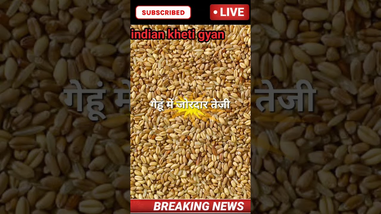 gehu bhav today #gehu #gehukabhav #shorts #shortvideo ,Wheat price Today, #shortclip #officalvideo