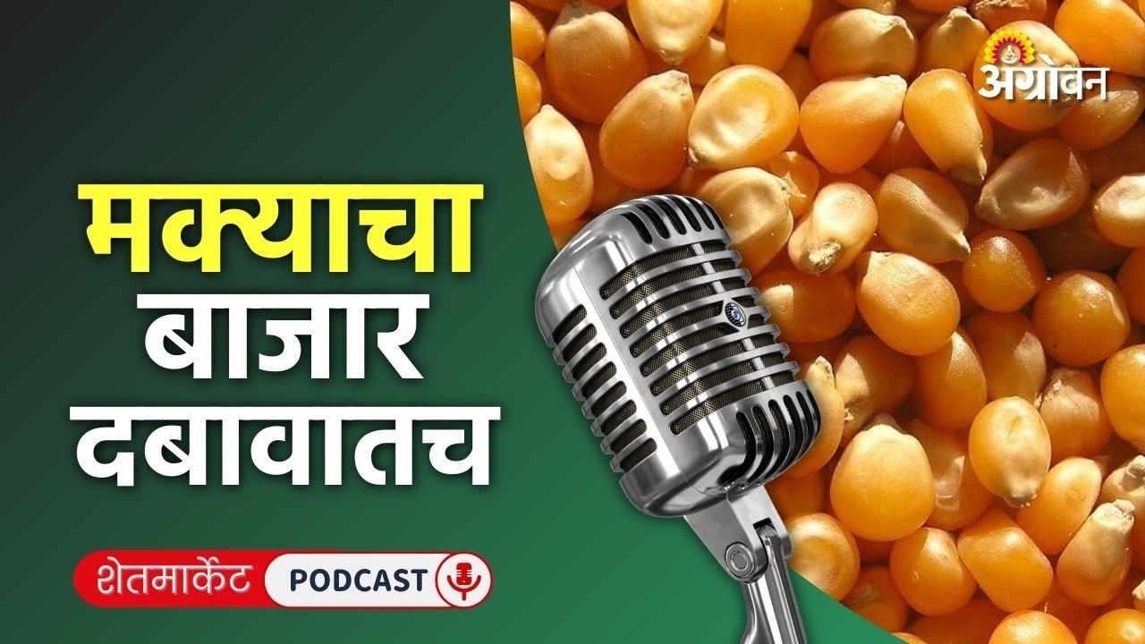 Cotton, Soybean Rate: सोयाबीन बाजार, कापूस दर, उडीद भाव, भेंडी रेट | Agrowon