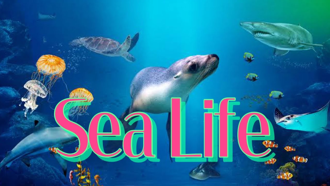 Sea Life | Sydney Australia
