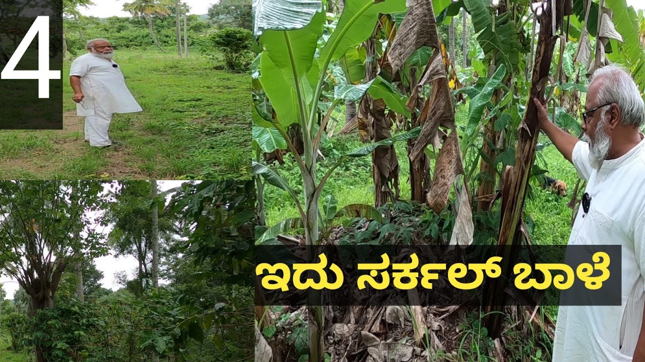 ಈ ತೋಟಕ್ಕೆ ನಾನೇನು ಮಾಡ್ತಿಲ್ಲ... ಹೆಚ್ಚುವರಿ ಕಳೆ ತೆಗೆದು ಓಡಾಡೋದಕ್ಕೆ  ಕ್ಲೀನ್ ಮಾಡಕ್ಕೂ ಮನಸ್ ಮಾಡಿಲ್ಲ... ಇದು ನೈ