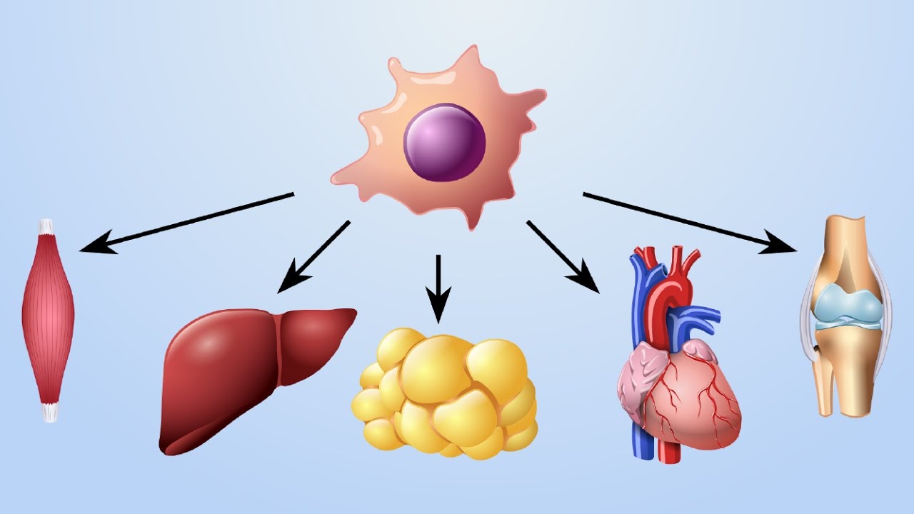 Mechanism of Action of Cell-based Therapies