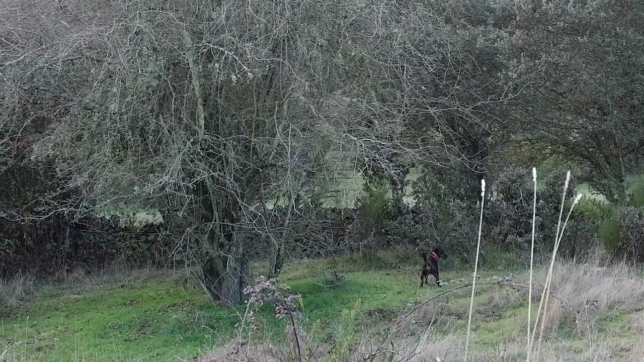 Cazando madriguera con Arca de Los Traperos