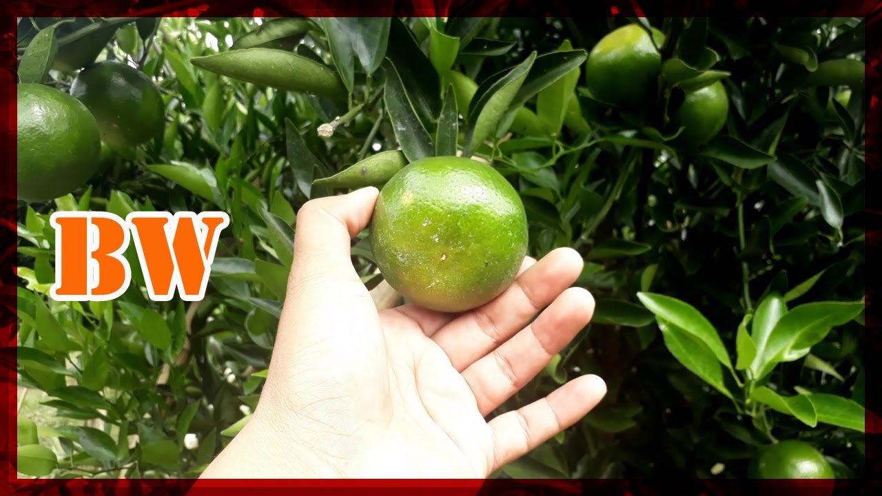 Perkebunan Jeruk Manis  Bw Lampung-barat Berbuah Lebat