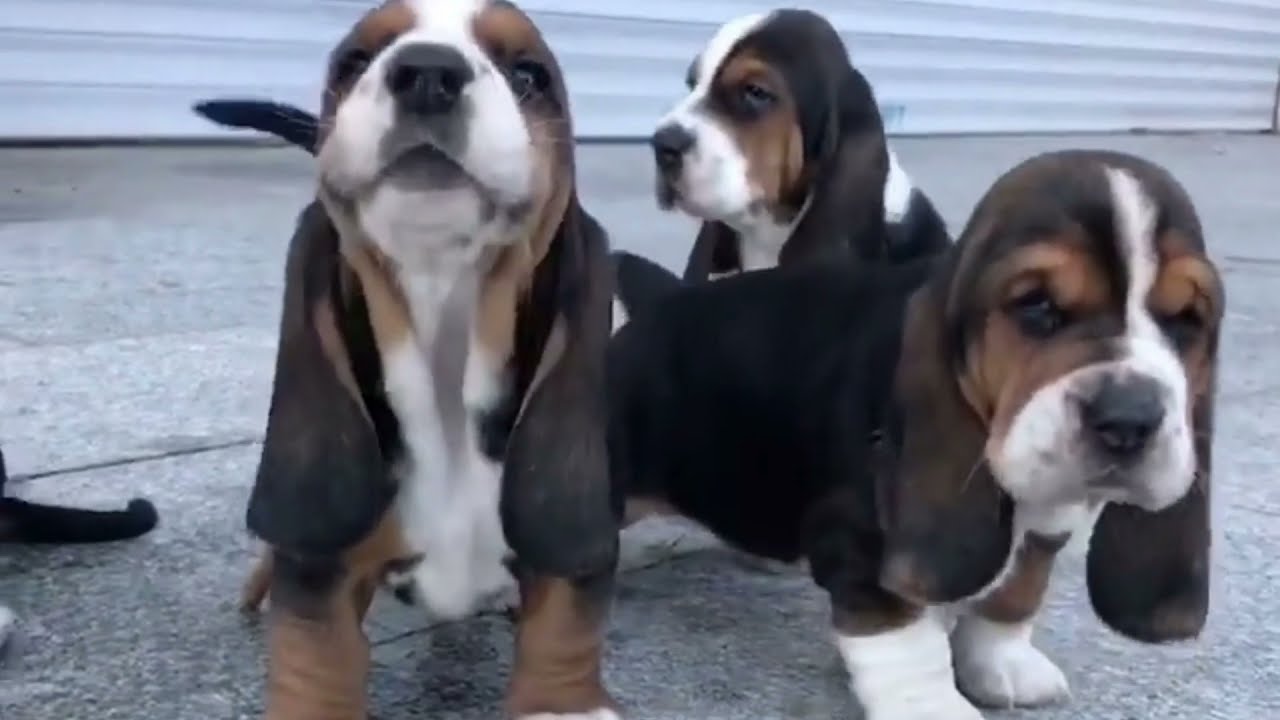 Dog With Long Ears And Short Legs    Basset Hound