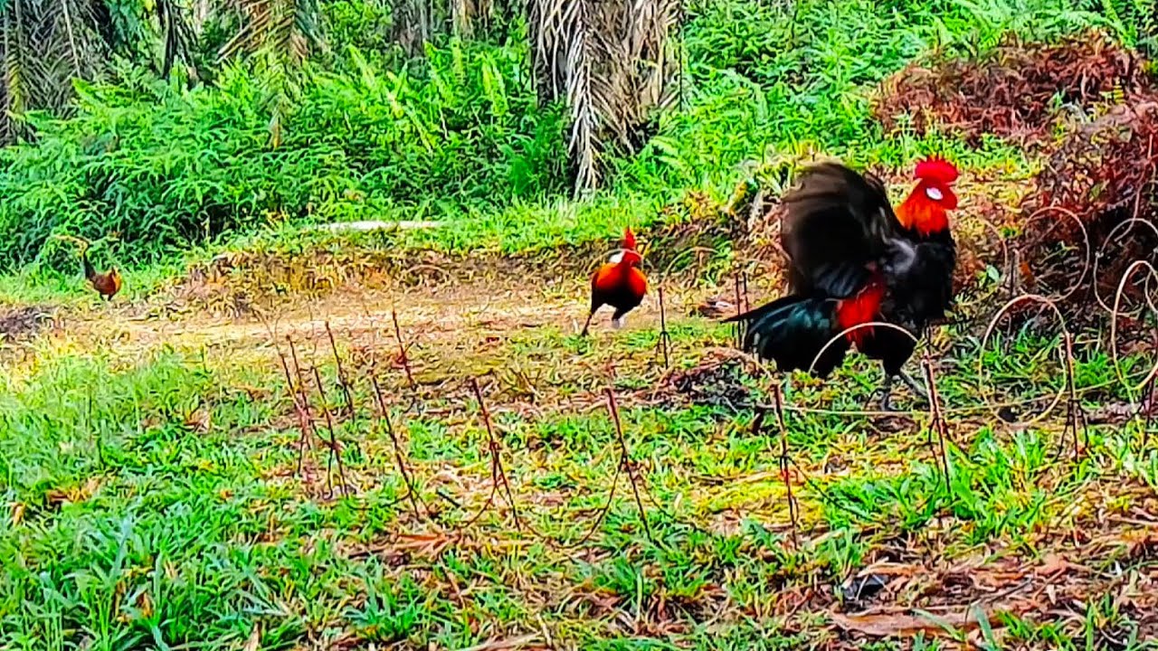 Kumpulan 4 momen mikat ayam hutan sumatra 2026