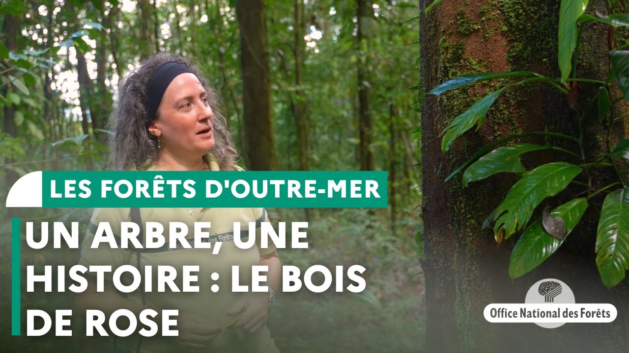 Un arbre, une histoire : le bois de rose