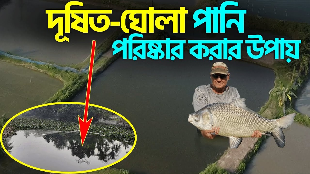 ঘোলা পানি পরিষ্কার করার উপায় || Shakib AGRO দূষিত নষ্ট পুকুরের পানি পরিষ্কার করার পদ্ধতি