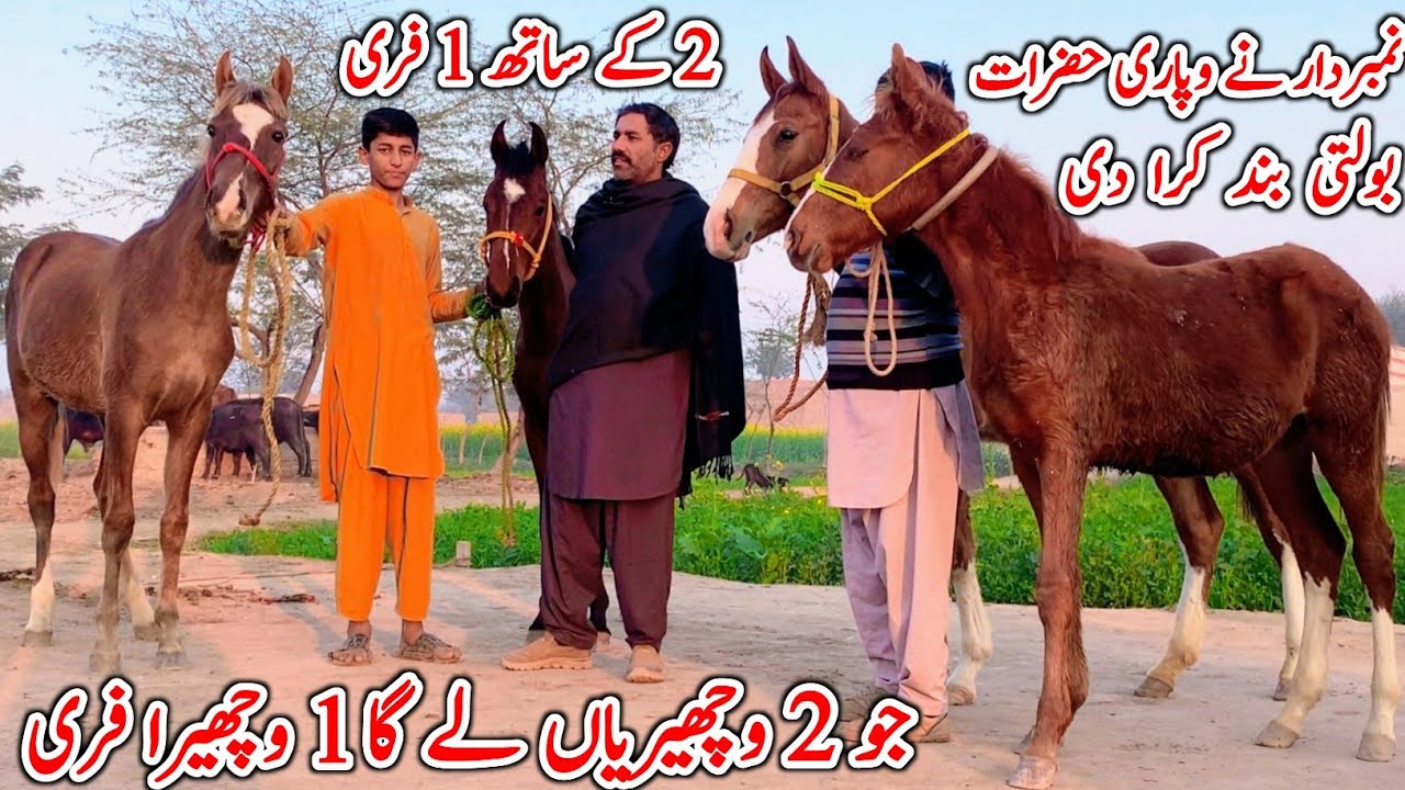 4 Horse Baby For Sale  | Desi Horse Farm | Horse For Sale | Horse Market 