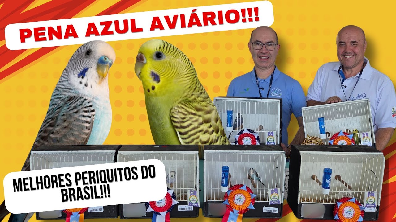 CONSEGUIMOS GRAVAR!O MAIOR CRIADOR DE PERIQUITOS DE COR DO BRASIL!!!