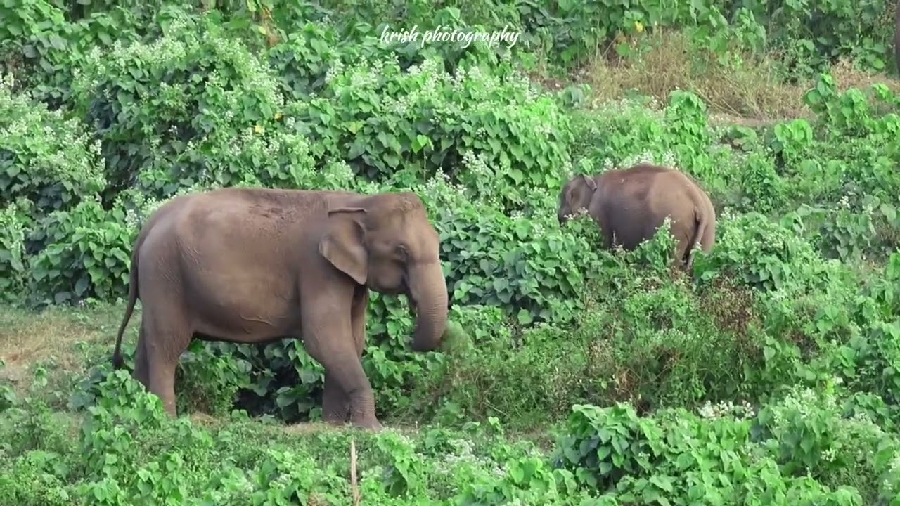 ഒരു കൂട്ടം കാട്ടാനകൾ പുല്ല് തിന്നാൻ വന്നതും ഇടികൂടുന്നതുമായ കാഴ്ച #wildanimals #elephant #wayanad #