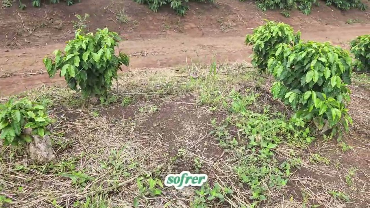 Veja como tá ficando minha lavoura!
