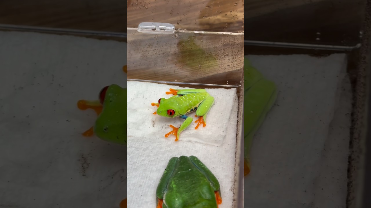Красноглазые древесные лягушки &mdash; самые красивые лягушки на планете? 🐸❤️ #древеснаялягушка #лягушк...