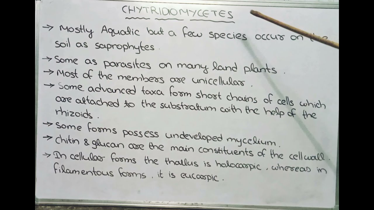 Chytridiomycetes