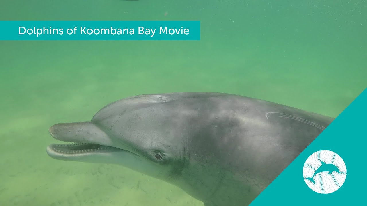 Dolphins of Koombana Bay Movie