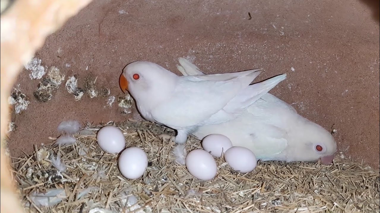 Albino Birds Breeding Setup of Moazzam