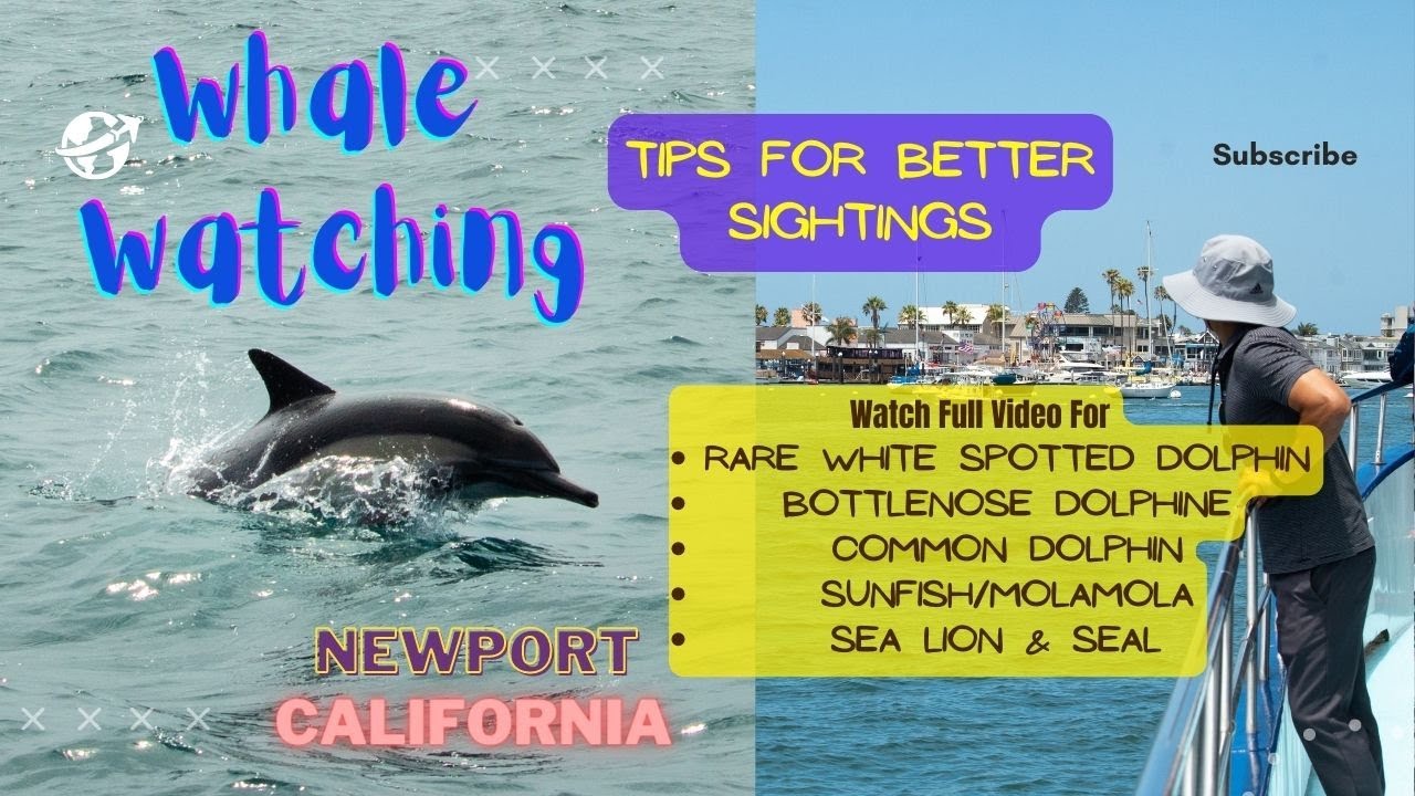 Whale Watching in Newport Beach California with Daveys Locker | Tips for better viewing experience