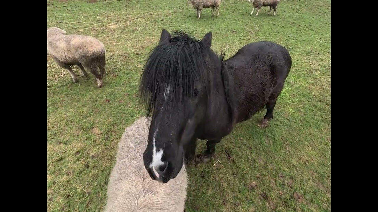 Morning Sheep Time 19 Feb 2026