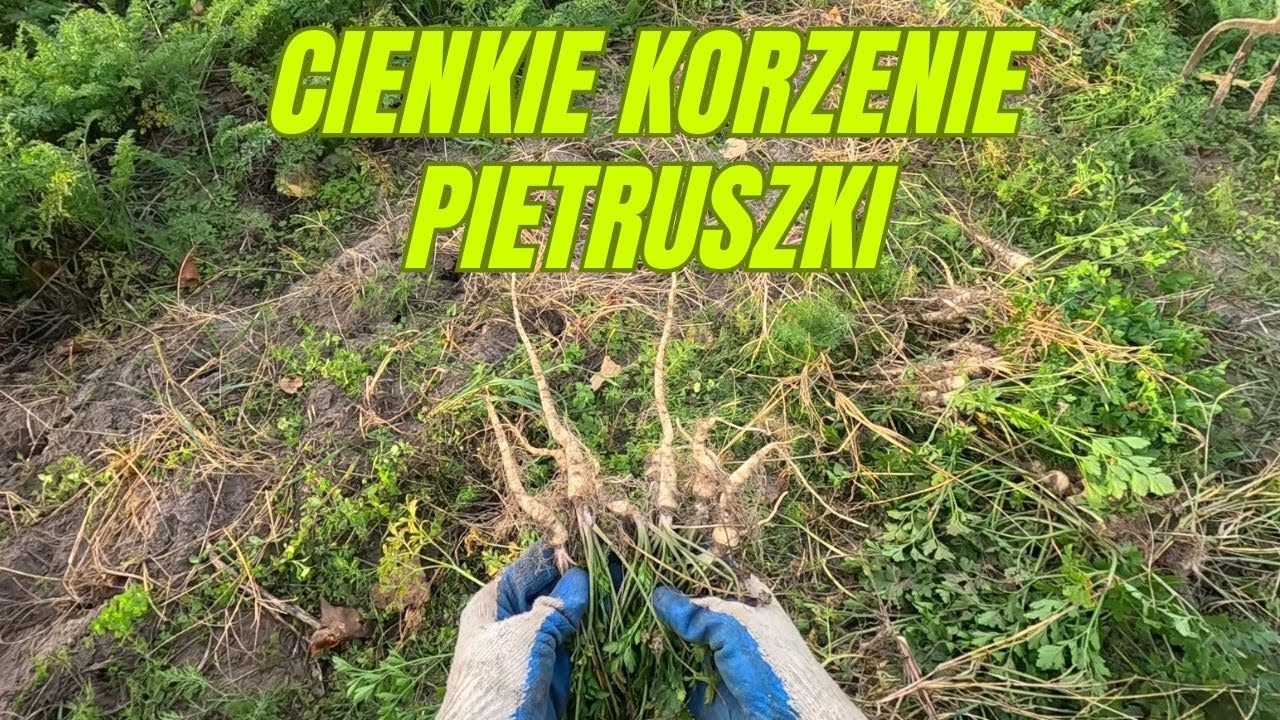 Dlaczego pietruszka tworzy cienkie i zniekształcone korzenie