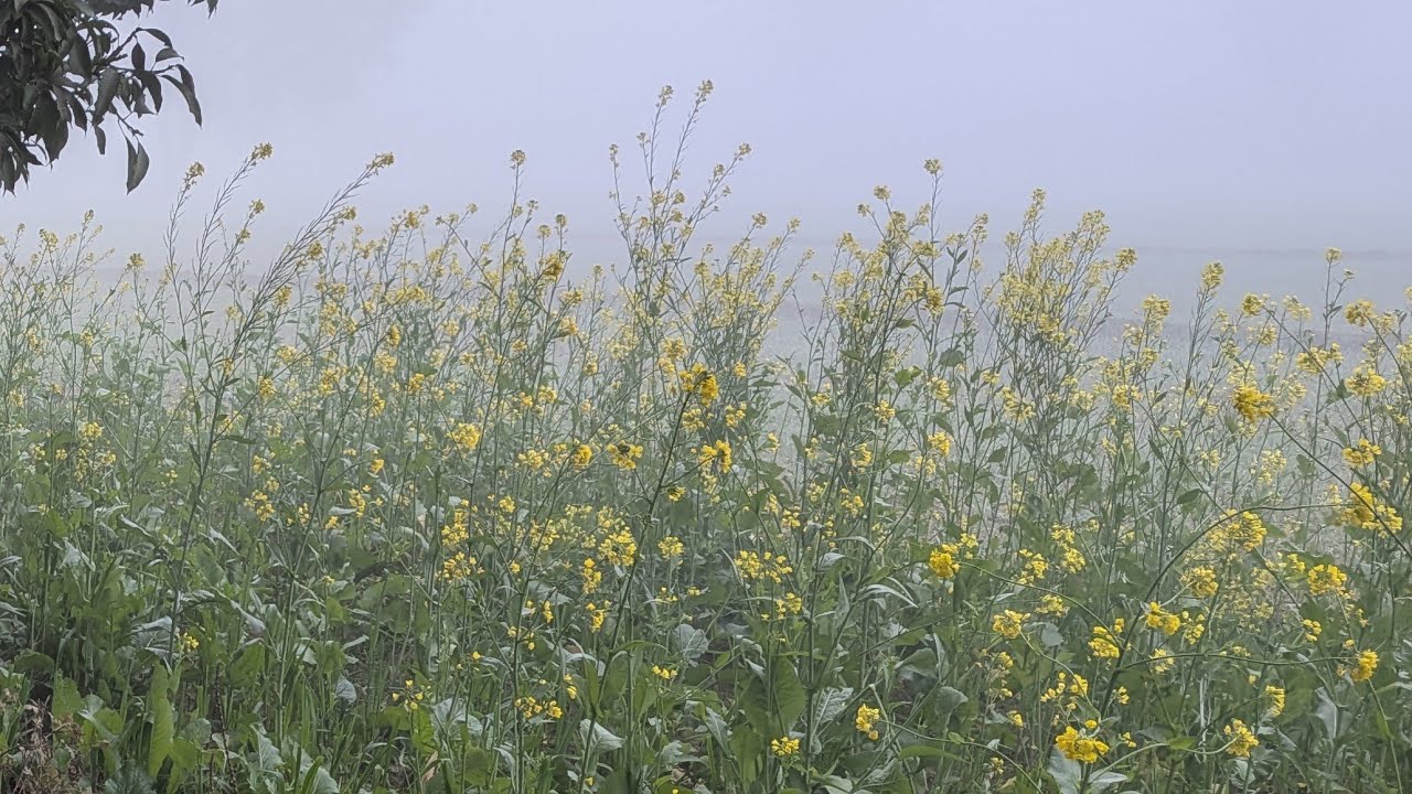 कभी खेतमेंसूरजसेपहले उठनेवाला किसान,हमारीथालीभरने के लिएदिन-रातमेहनत करताहै,किसानकी मेहनतको सलाम 🙏🌾