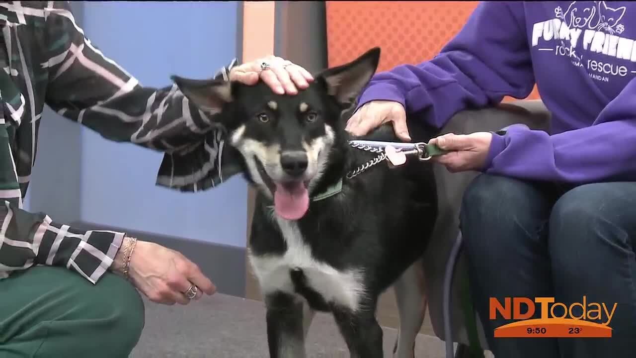 ND Today: Furry Friends Rockin’ Rescue