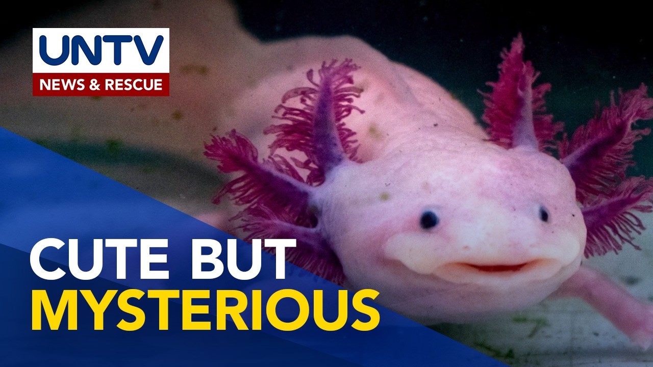 Nakabibilib na impormasyon hinggil sa axolotl | Wonders of Creation