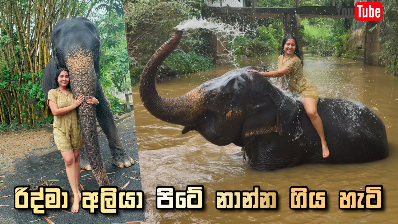 ඒ පාර රිද්මා අලියෙකුත් ගත්තා | දැන් මාව නාවන්නේ අලි බබා | happy elephant bath pinnawala | Ridma