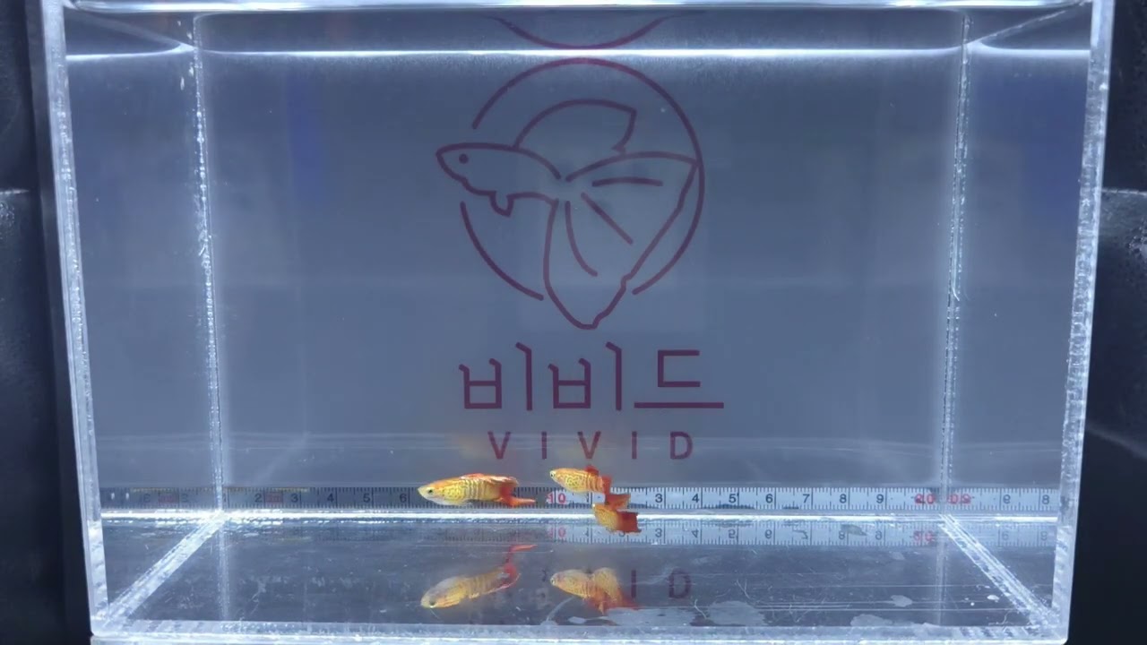 [비비드 아쿠아] 갤럭시레드스피어테일 Galaxy Red Sphere Tail Guppy