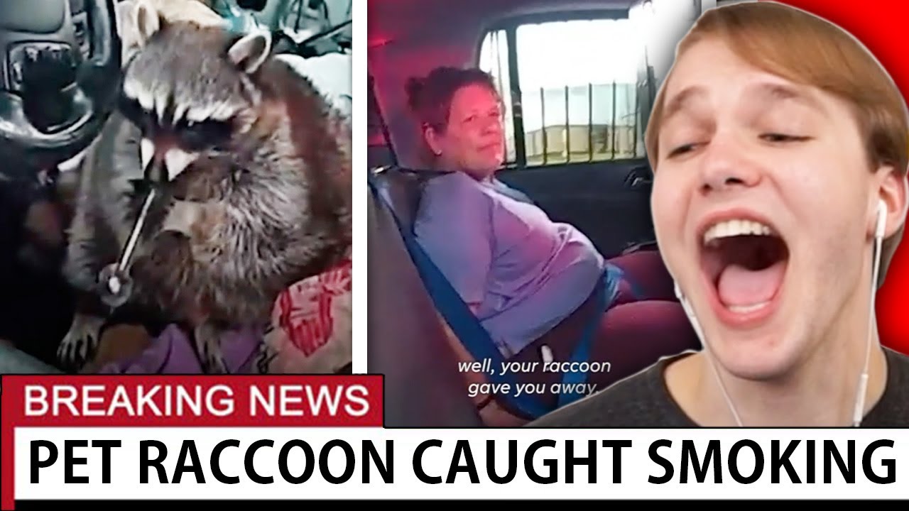 Owner Arrested after Pet Raccoon is Caught with CRACK Pipe (Weird News)