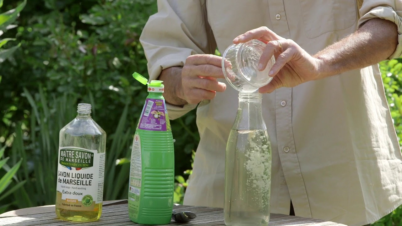 💧 Lutter contre l’oïdium et le mildiou naturellement avec l’huile essentielle de sarriette