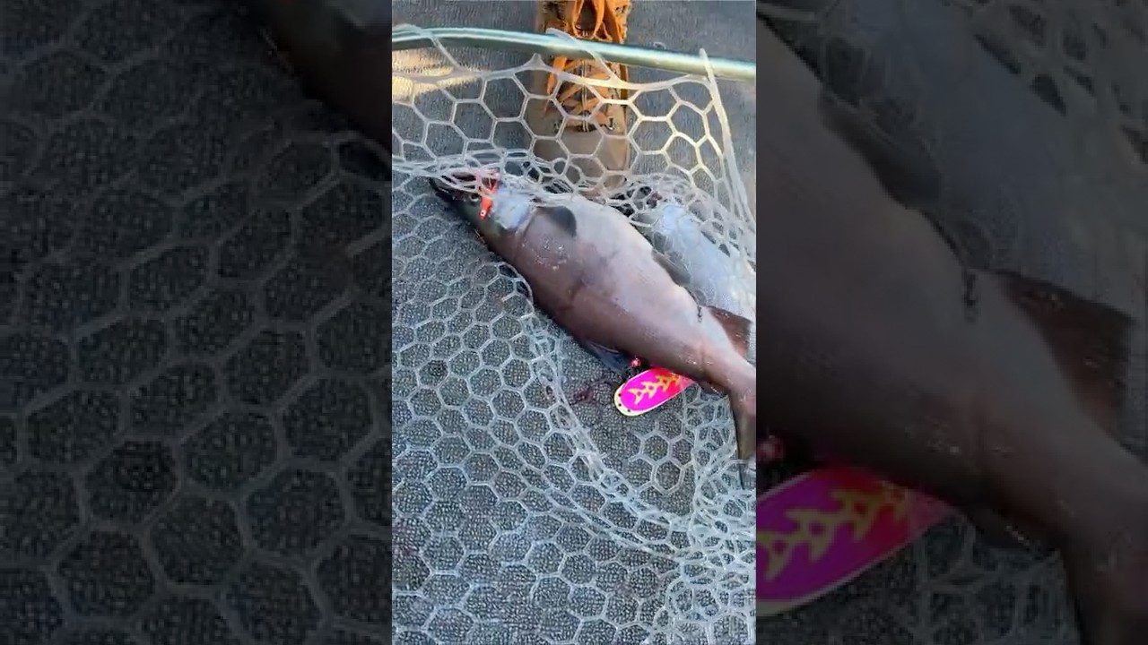 Отчёт о рыбалке на озере Шаста и реке Тринити | 22 сентября 